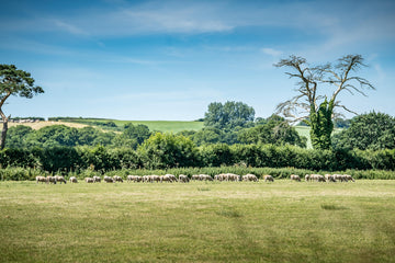 Lamb, Hogget, Mutton: What’s the Difference?