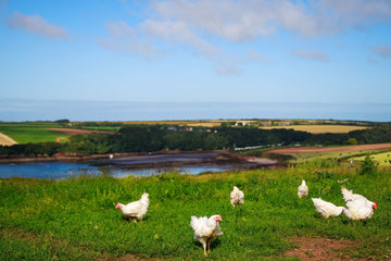 Organic Poultry vs Conventional Poultry