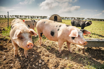 How To Keep Happy Pigs