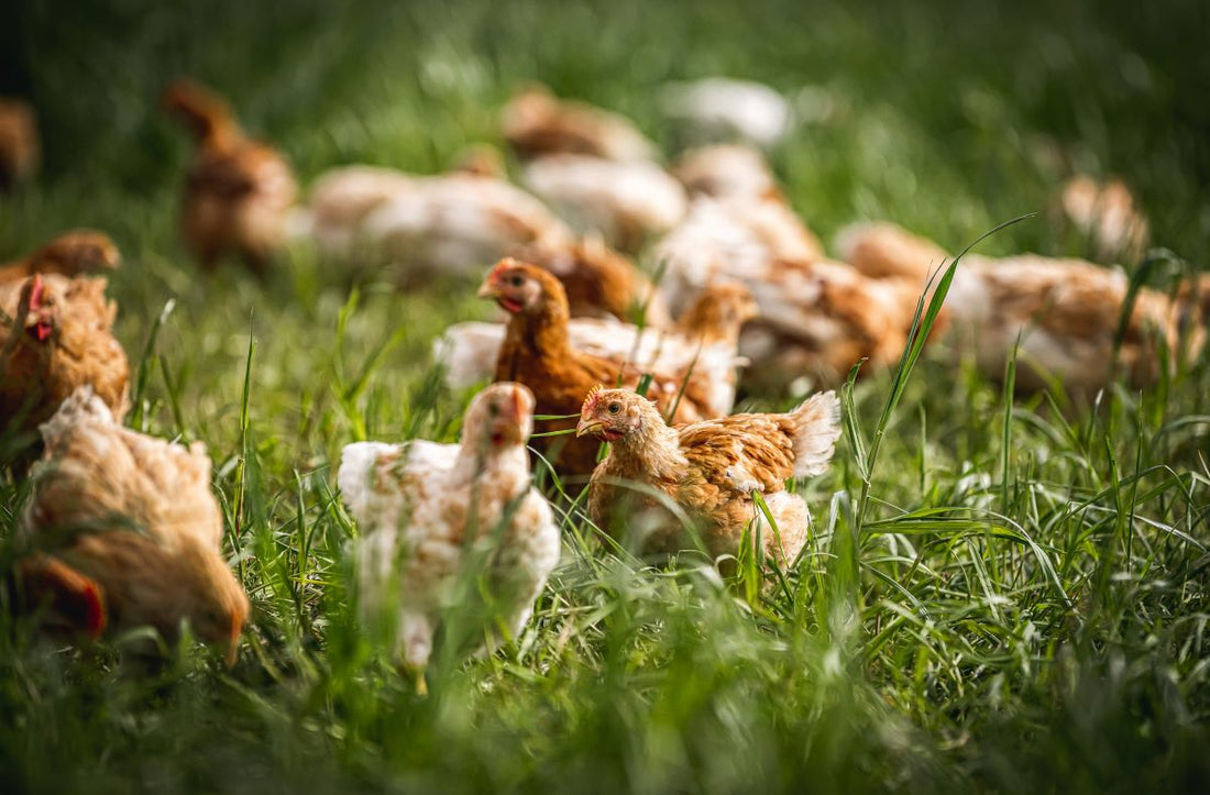 Organic vs Free-Range, What's the Difference?