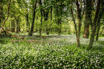 How to Identify Wild Garlic in Your Local Area