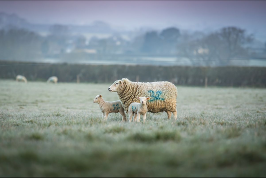 Autumn Lamb Season