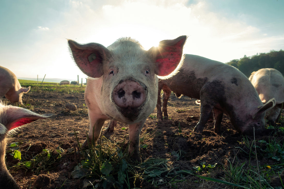 Why Cheap Supermarket Bacon Isn’t the Bargain You Think It Is