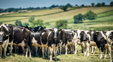 Meet Our Farmers