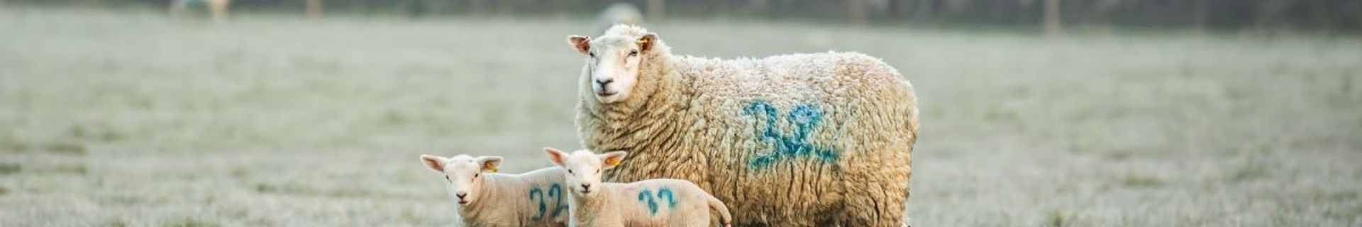 The Case For British Lamb