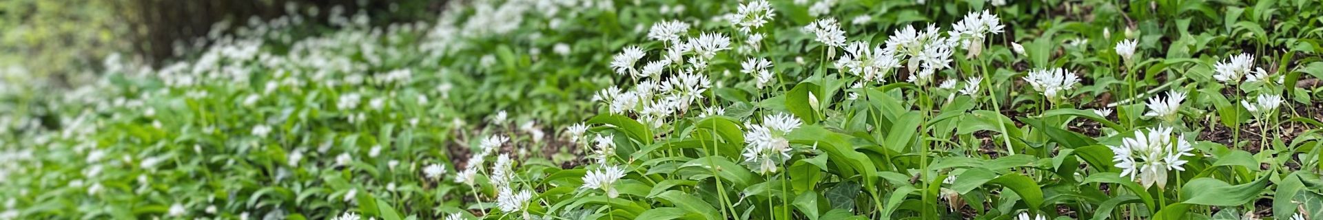 Wild Garlic Season