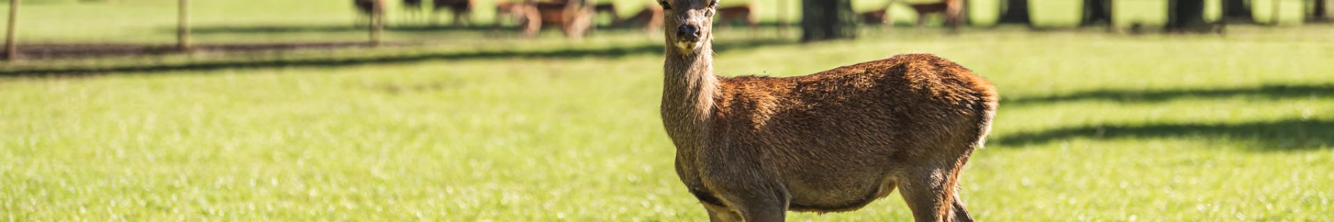 Great British Game Week at The Organic Butchery