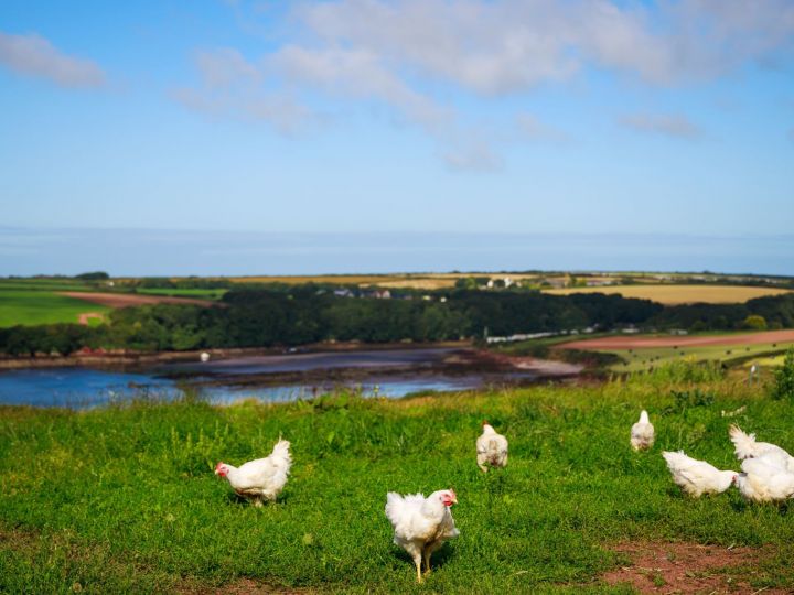 Organic Poultry vs Conventional Poultry