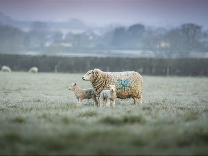 Autumn Lamb Season