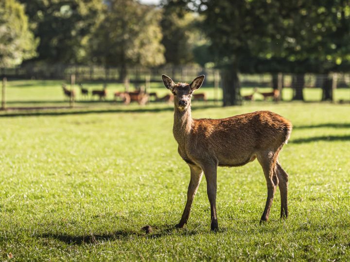 Great British Game Week at The Organic Butchery