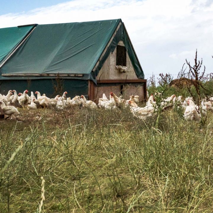 Organic Healthy Chickens