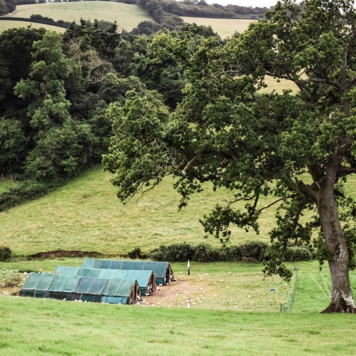 Organic Chicken On The Blackdown Hills 