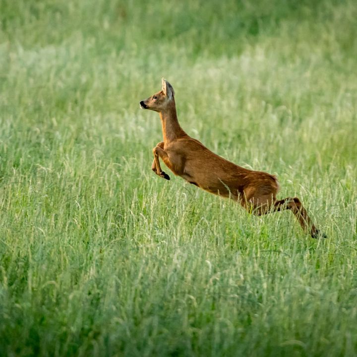 Organic Deer