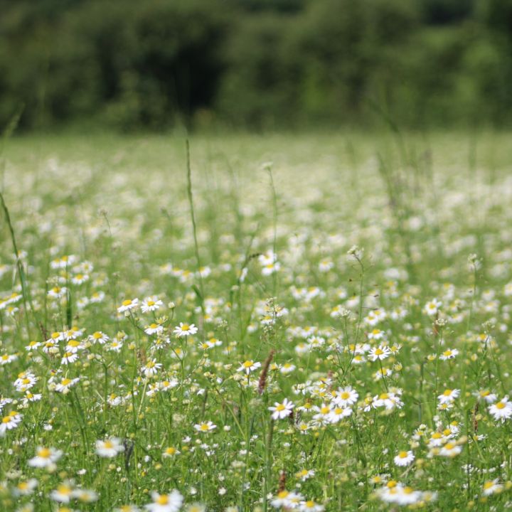 Organic Flowers