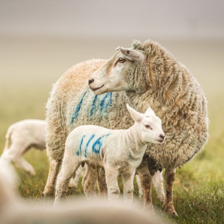 Coombe Farm Organic Lambs