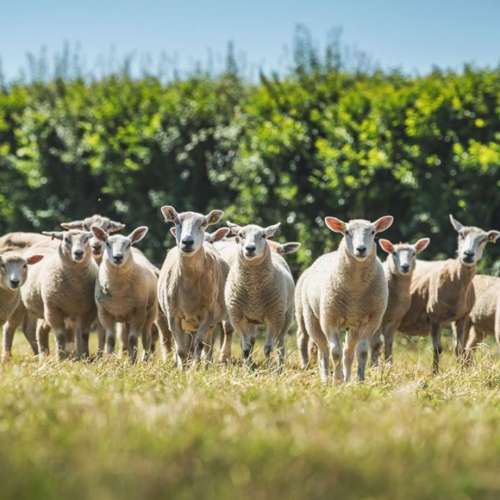 Coombe Farm Organic Lambs