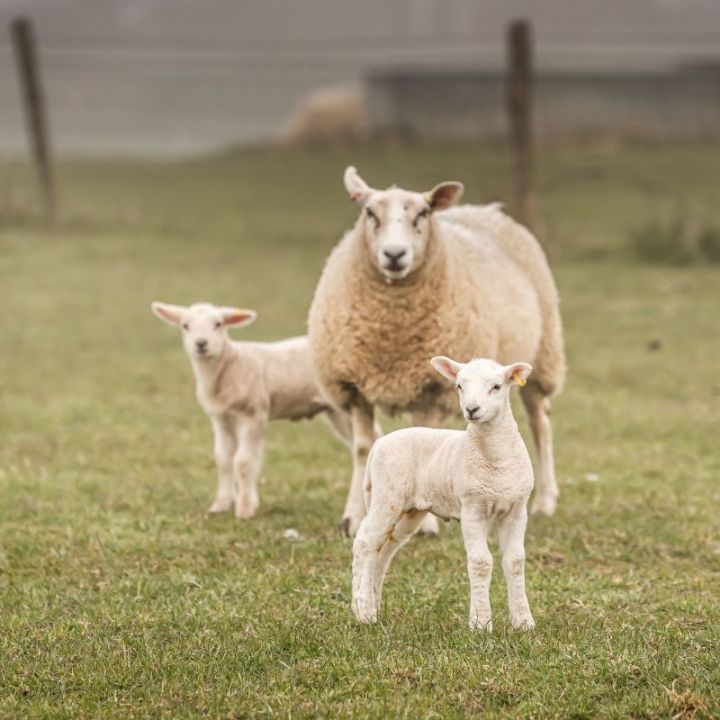 Coombe Farm Organic Lambs