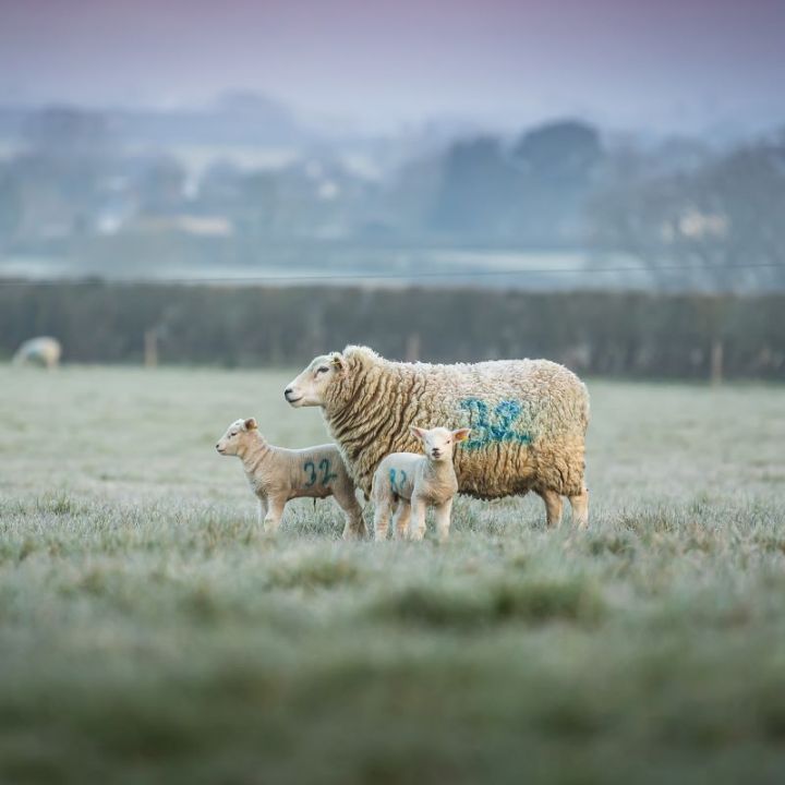 Coombe Farm Organic Lambs